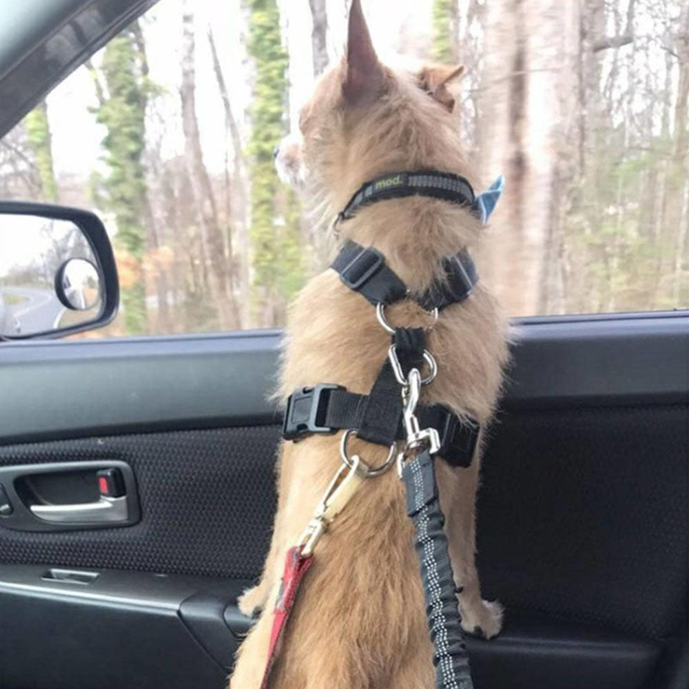 Seatbelt Secured Car Leash